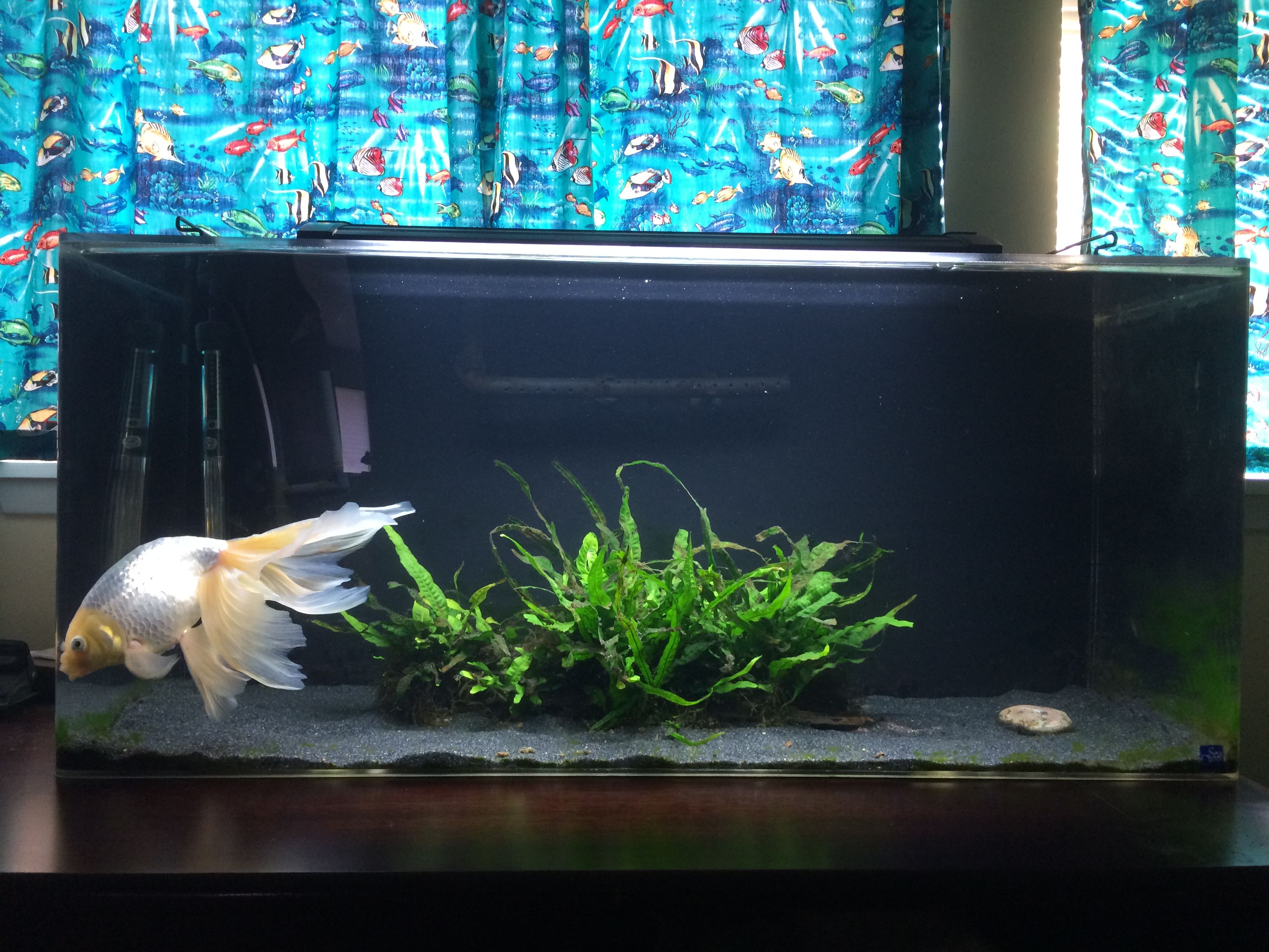 Image of a 40 gallon tank with one fancy goldfish swimming inside. 40 gallons is recomended for a begginer interested in fancy goldfish.