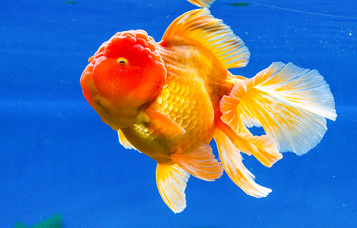 Image of a orange Oranda goldfish inside of a fish tank
